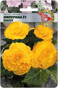 ������� ��������� �������� F1 �����