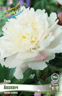 ���� ������� 2/3 n