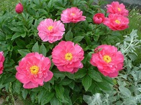 ���� ���� ���, 2/3 n