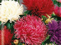 ����� ���������� �����  �/�