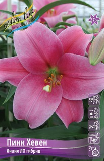 ����� ���� �����, 12/14, ��