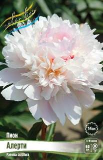 ���� ������, 2/3n