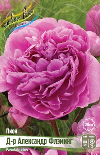 ���� �-� ��������� �������