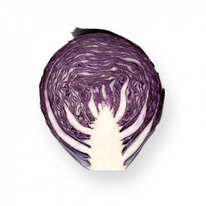 ������ ������� �������������� ������ F1 : 10�� Rijk Zwaan