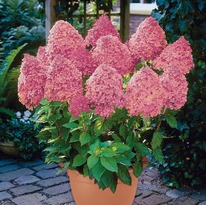 ��������� �������� ����