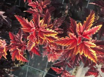 ������������� ����� ������