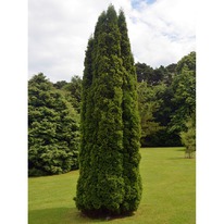 ��� �������� ���������