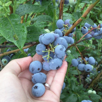 �������� �������