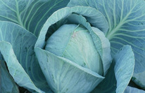 ������ ������� ������������ ������� F1 : 20�� Syngenta