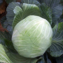 ������ ������� ������������ ����� F1 : 20�� Syngenta