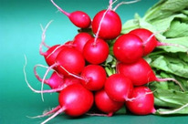 ������ ������ ������ F1 : 2�� Syngenta