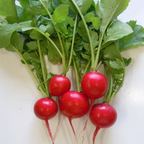 ������ ������ ������� F1 : 2�� Enza Zaden