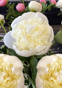 ���� ���� �������, 2/3 n