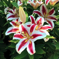 ����� ����