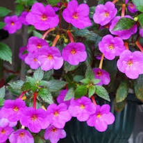 �������� ����� 5 ��