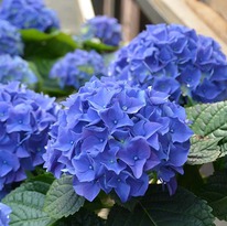 ��������� ���� ���