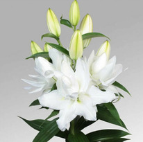 ����� �������