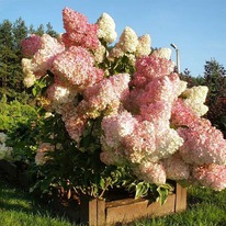 ��������� ����������� ������