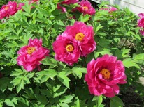 ���� ���� �����