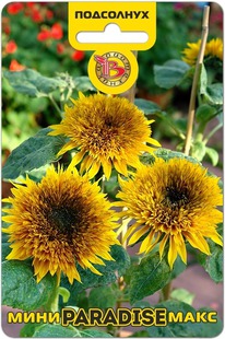 ��������� ����-���� F1 ��������