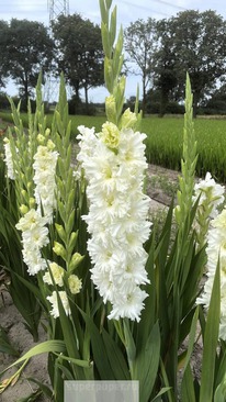 ��������� ���� ������ 5 ��.