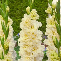 ��������� ��������������� ������ ��.