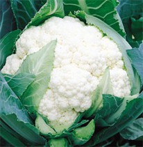 ������ ������� ������� ����� ���� F1 : 20�� Syngenta