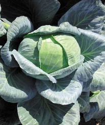 ������ ������� ������������ ������ F1 - 2 500 ��. (Seminis)