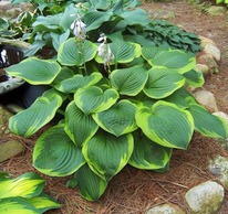 ����� ������ ������