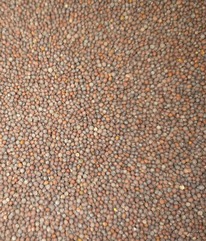 ������� ����� (������) 100 ��