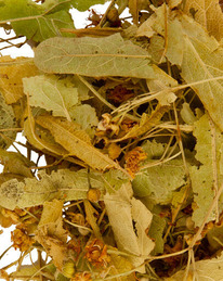 ���� ���� 50 �